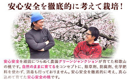 桃 もも 【秀品】 10～15玉入 ときわオンライン《6月下旬～8月末頃出荷》和歌山県 紀の川市 フルーツ 