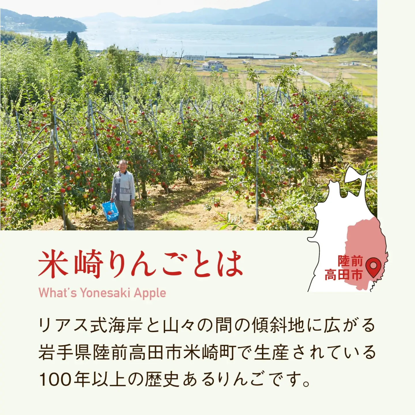 【2026年発送先行予約】りんご 米崎りんご 3kg 品種 サンふじ 産地直送 