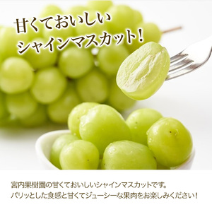 【先行予約】【数量限定】宮内果樹観光園のシャインマスカット 約1kg 2房前後 | フルーツ 果物 くだもの ぶどう ブドウ 葡萄 シャインマスカット マスカット 産地直送 国産 大分県 中津市