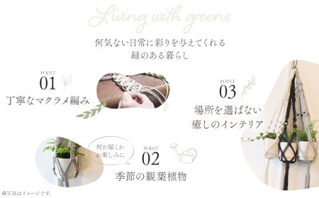 《黒》季節の観葉植物と3色から選べるマクラメハンギングプランターのセット 観葉植物 飾り インテリア マクラメ編み マクラメ ハンギング プランター 鉢 黒 ブラック 手編み おしゃれ 植物 室内