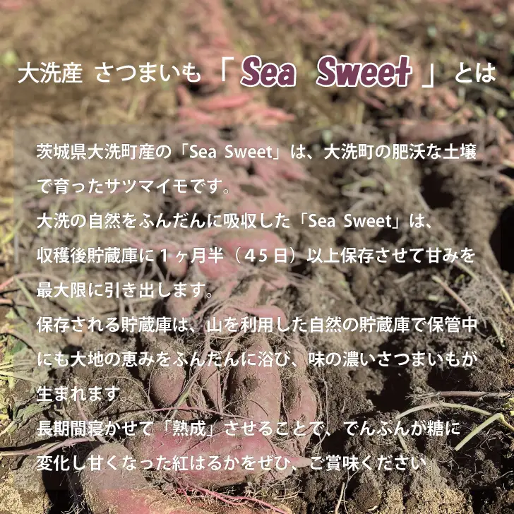 【先行予約】 大洗産 さつまいも 紅はるか 5kg （15本前後） Sea Sweet 長期熟成 茨城県産 サツマイモ 土付き 生芋 芋 さつま芋 薩摩芋 甘藷 べにはるか_CF001
