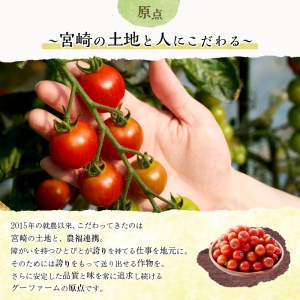 ＜期間限定＞ ミニトマト(約3kg)【GF-2】【グーファーム】 ミニトマト(約3kg)野菜 とまと フルーツトマト サマー千果 アイコ サラダ 【GF-2】【グーファーム】