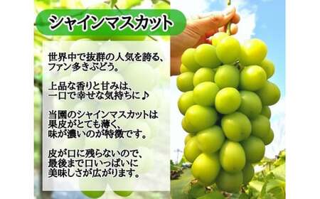 【産地直送】岡山県産ぶどう詰合せ１．２ｋｇ（シャインマスカット＋旬ぶどう） 【2026年先行予約】 / 岡山 真庭 シャインマスカット 食べ比べ 葡萄 ブドウ ぶどう 贈答 新鮮 果物 フルーツ 人気 数量限定 ピオーネ 紅ピッテロ サニードルチェ  ギフト ぶどう専門 林ファミリー 【hfbd001-01】
