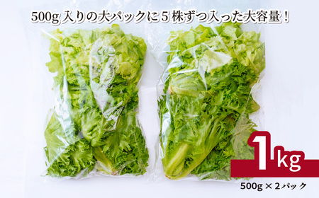 フリルレタス お徳用 500g×2パック 1kg | レタス