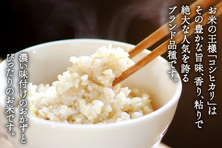 〈先行予約〉新米 令和6年産 美郷町産コシヒカリ 玄米 10kg【お米 10kg 1袋 玄米 ブランド米 米 こしひかり お米 先行予約 2024年産】