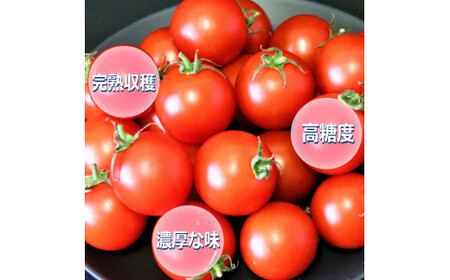 【定期便3回】出雲からの希トマト糖度8～10をお届け！