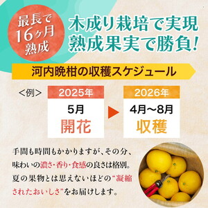 訳あり 河内晩柑10kg（家庭用） ＜ 柑橘 希少 果物 国産 フルーツ みかん 蜜柑 訳あり 家庭用 和製 グレープフルーツ ブランド 愛媛 果実 ビタミン ＞ ※2026年4月上旬～8月上旬頃に順次発送予定