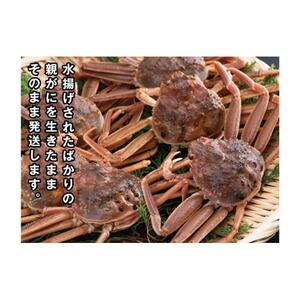 鳥取県産 活親がに 大(訳あり)【中村商店】