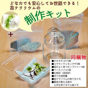 「めでる」シリーズ：苔テラリウム制作キット オオカサゴケ&コウヤノマンネングサ 混合パック NKK0009