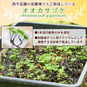 オオカサゴケ [Rhodobryum giganteum] 苔テラリウム用人工栽培品種 5本パック NKK0006