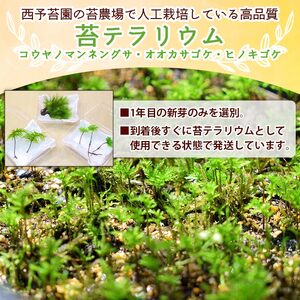 コウヤノマンネングサ・オオカサゴケ・ヒノキゴケの苔テラリウム用3種パック 人工栽培最高品質 NKK0007