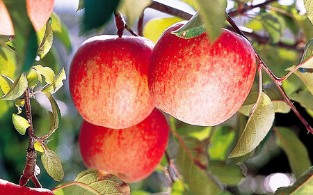 【訳あり】 山形県おきたま産 りんご （サンふじ）（〇秀） 28玉～46玉（約10kg） 山形県産 フルーツ 果物 林檎 リンゴ りんご サンふじ 家庭用 規格外 【2026年11月下旬～12月上旬発送予定】