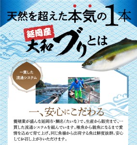 どっさり大和ブリ切り身 N072-YC330