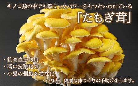 エルゴチオネイン含有 たもぎ茸濃縮エキス バイオゴッド 4カ月分 北海道産 エルゴチオネイン タモギダケ タモギタケ 国産 NP1-021
