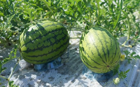 北海道産 小玉スイカ 約8kg 4〜6玉 なんぽろ小玉すいか 8月発送 シャリシャリ食感 南幌町産 NP1-270