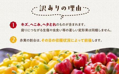 【夏~秋 お届け】訳あり 『 飛騨パプリカ 』 赤・黄 約6～10個 | 有機肥料 国産パプリカ 山腰農園 GD003