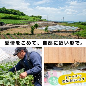 ＜先行予約受付中！2026年6月以降順次発送予定＞鹿児島県産！南国グリーンメロン(2Lサイズ×2個) メロン めろん 果物 スイーツ デザート フルーツ【あくね旬の店いきいき館】akn015-17