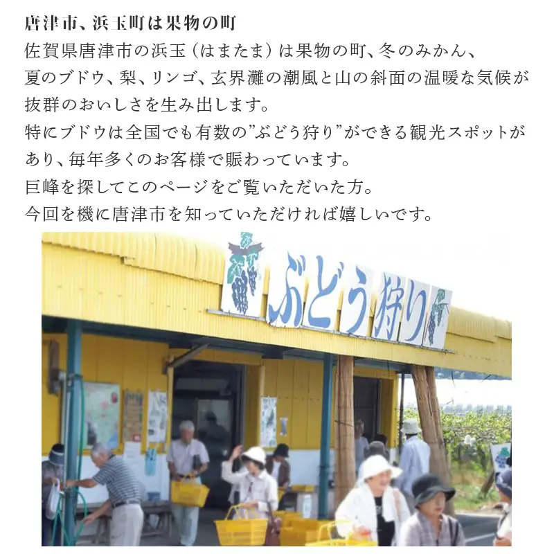 『先行予約』【令和8年7月下旬発送】唐津市産種あり大粒「巨峰」約3kg(5～8房) ぶどう ブドウ 果物 フルーツ ギフト