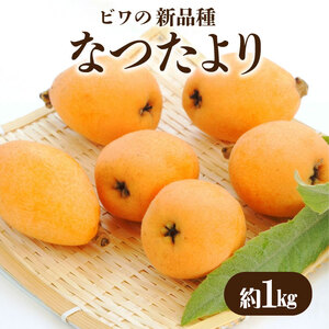 ビワの新品種 「なつたより」 約1kg