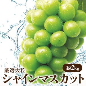 厳選 「ハウスシャインマスカット」 約2kg