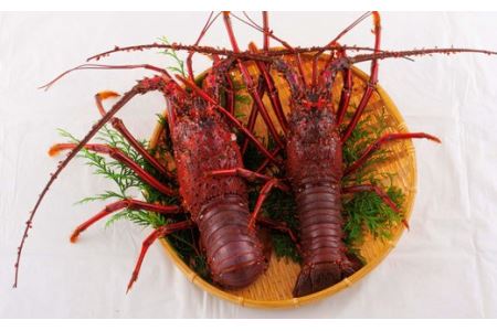 【伊勢海老】活き 伊勢海老 2尾 ( 600g ～ 900g × 2 ) エビ A108