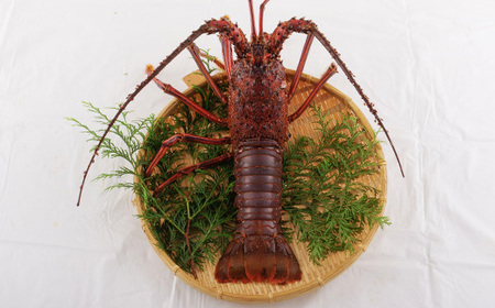 【特大】活き 伊勢海老 1尾 ( 800g ～ 1kg ) 伊勢海老 エビA106
