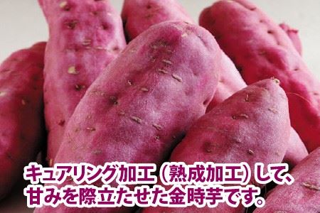 【先行予約】 三里浜金時 10kg (5kg×2箱) キュアリング加工済み 【2026年11月上旬以降順次発送】 [A-1155]