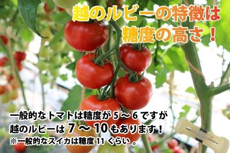 定期便 年2回お届け「越のルビー」 1.8kg (計3.6kg)　～甘くて濃厚なトマトをお届けします～ 【1回目：2026年6月上旬〜6月下旬 / 2回目：2026年9月上旬〜9月下旬】 [B-1101]