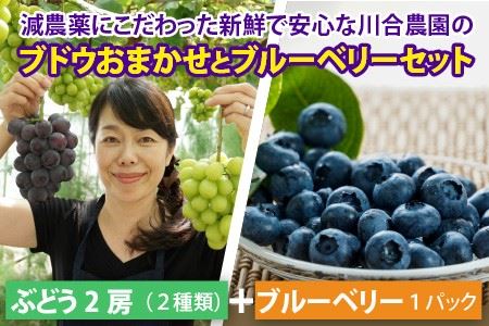 【先行予約】 減農薬にこだわった新鮮で安心な川合農園のブドウ おまかせ2房 と ブルーベリーセット 【2026年7月以降順次発送予定】 【ブドウ ぶどう ブルーベリー 果物 くだもの 果実 フルーツ 旬 新鮮 減農薬 セット 詰め合わせ 国産 冷蔵】 [A-7551]