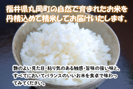 【令和7年産】 【6ヶ月連続お届け定期便】おおかわさんちのコシヒカリ 5kg × 6回 計30kg 精米 [G-10802]