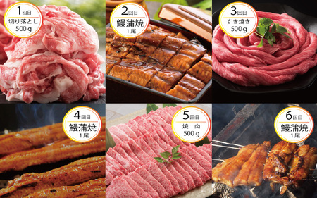 【定期便 6回コース】 蒲焼き鰻 と 肉の鉄板コース 定期便 【うなぎ＆若狭牛】【牛肉 牛 国産牛 国産 和牛 お肉 ブランド牛 焼肉 鰻のかば焼き ウナギ 黒毛和種 黒毛和牛 A4等級クラス 人気】 [I-3201]