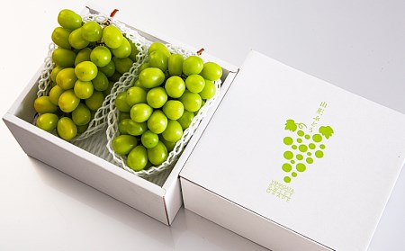  山形市産 シャインマスカット 秀 1kg以上(2房)[前半]【令和8年産先行予約】FU22-083 くだもの 果物 フルーツ 山形 山形県 山形市 2026年産