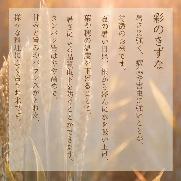 【令和７年産】加須市産　彩のきずな　精米10kg