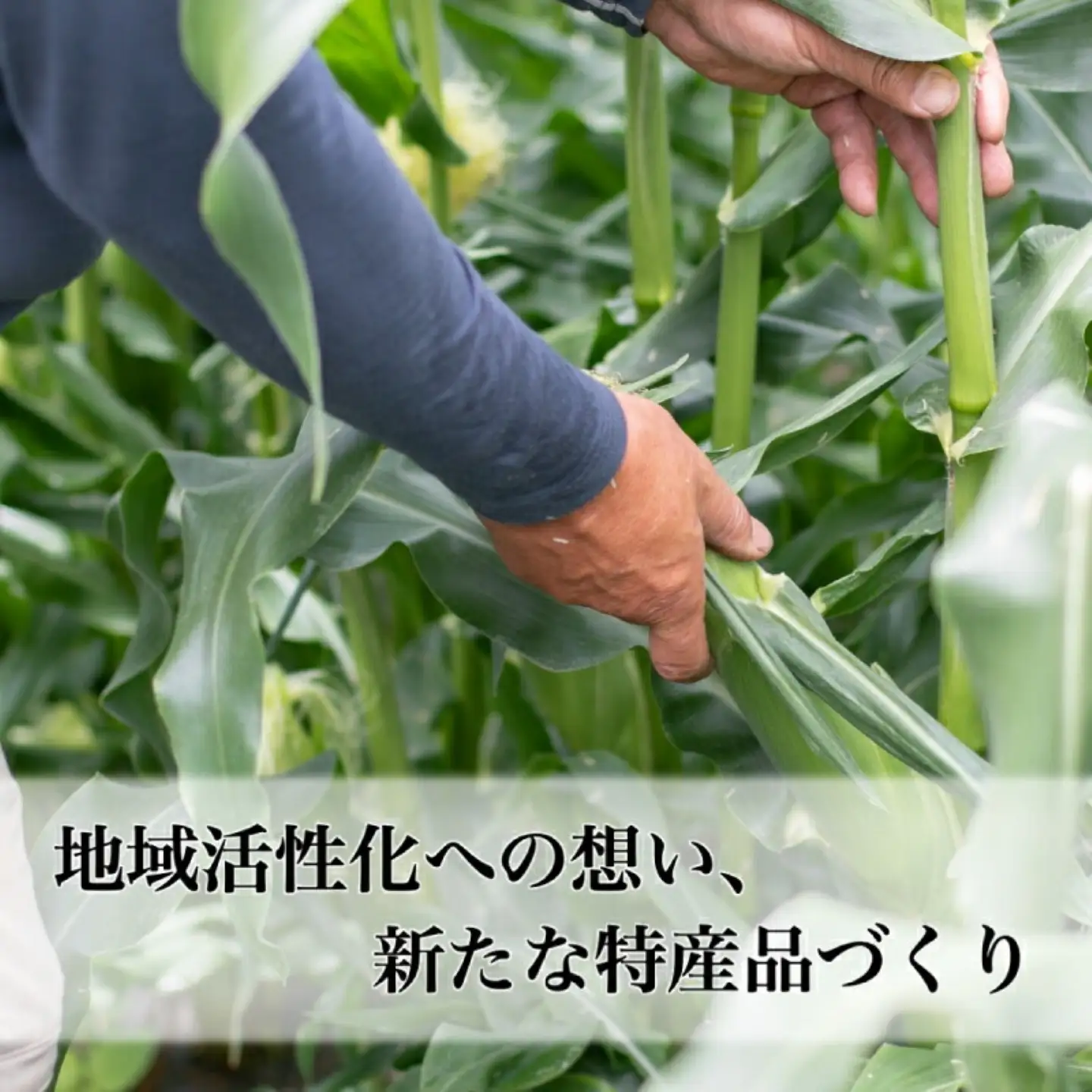【2026年先行予約】山梨県産 ヤングコーン 30本入｜ヤングコーン　トウモロコシ