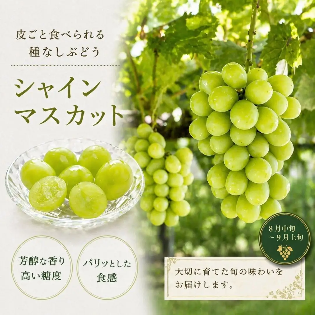 【3回定期便】旬のフルーツ食べ比べ（シャインマスカット・イチゴ・不知火）