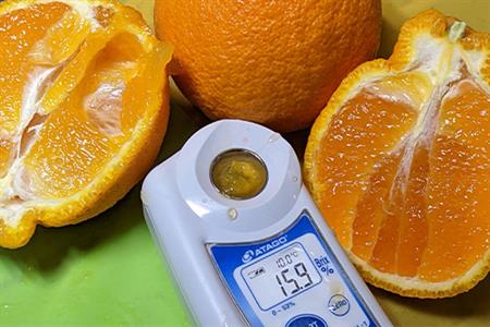 『先行予約』【令和8年3月上旬発送】糖度が高すぎッ！味香デコ 5kg 新品種 果皮も美味しく食べられる！フルーツ 果物 デザート 柑橘