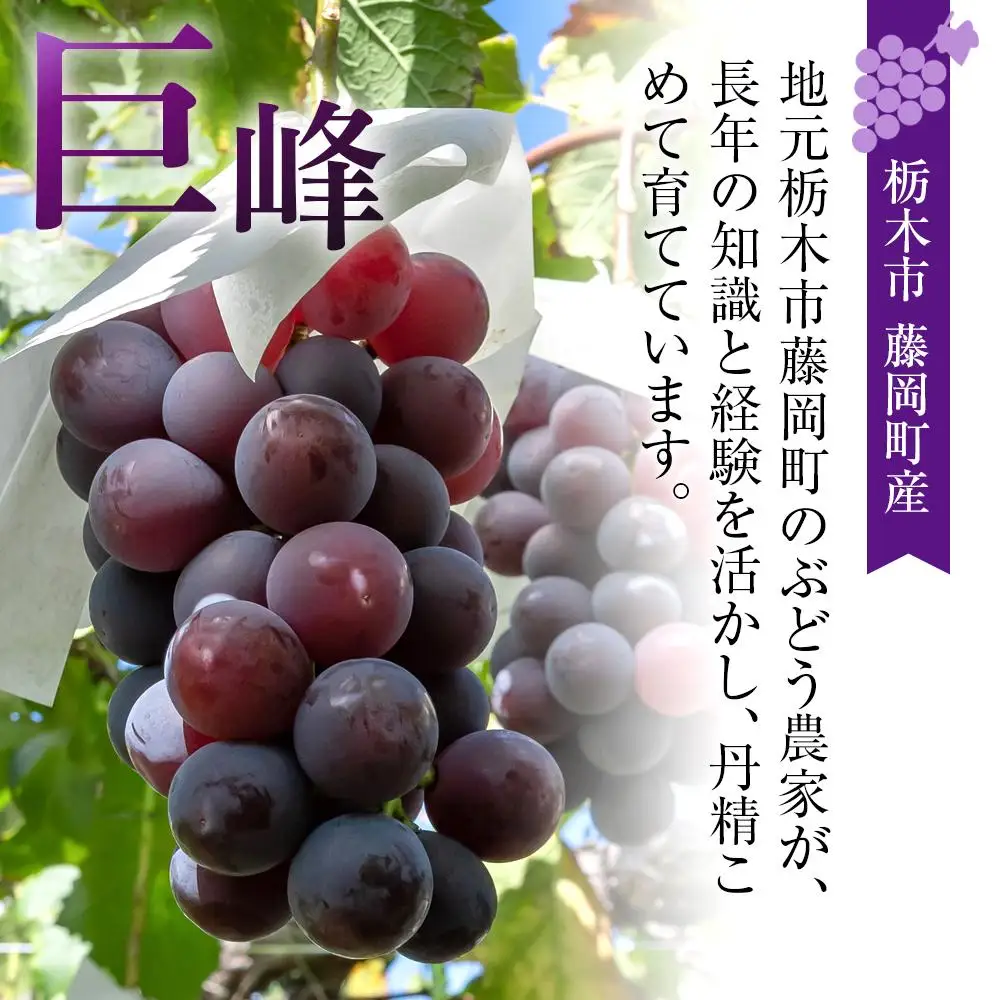 ぶどう 巨峰 栃木市藤岡町産 1kg【フルーツ 果物 くだもの 食品 人気 おすすめ 】