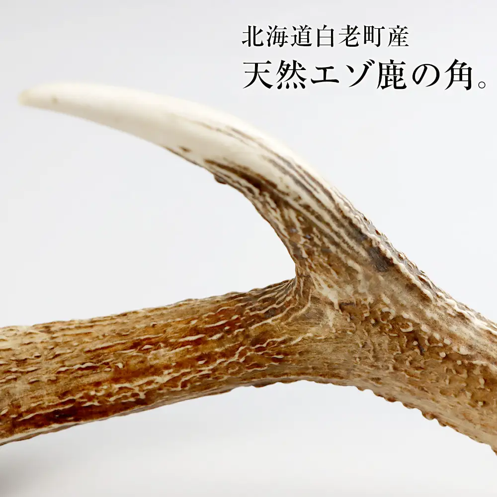 エゾシカ角（横約20cm×縦約60㎝）