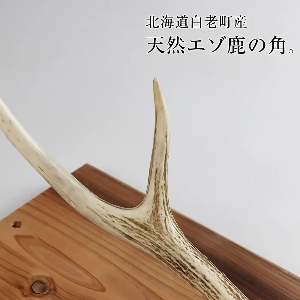 エゾシカ角 壁掛け（横約20cm×縦約60㎝）