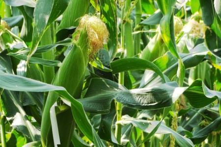 とうもろこし ゴールドラッシュ 約2.5kg 6本入 《6月前半から順次お届け》 [JAふえふき 山梨県 中央市 21470469] やさい 野菜 トウモロコシ コーン 2.5キロ 6本 季節限定 期間限定 数量限定 山梨 山梨県産【2026年6月上旬～7月上旬発送予定】