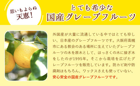 観音山グレープフルーツ 3kg