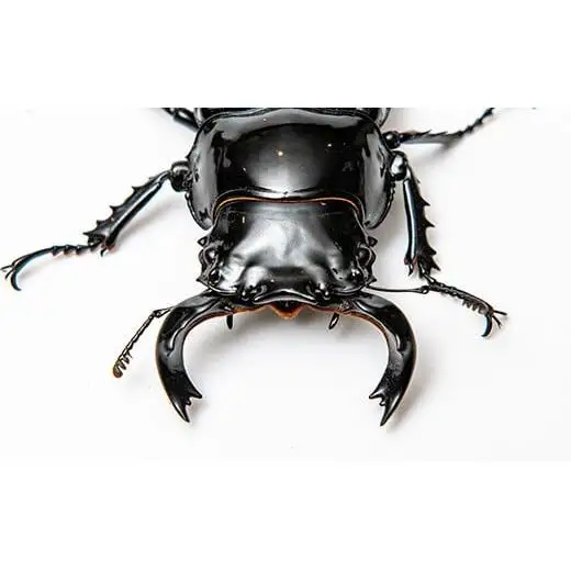 1セット限定！】完璧育成！「タランドゥスオオツヤクワガタ」 G-233