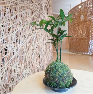 ナギの木の苔玉（皿付き）_B120ｰ001