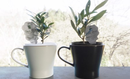 A28　デスクオリーブ＜2鉢セット＞