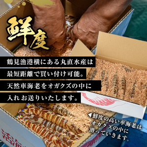 大分県産 新鮮車海老 (約1kg・15-20尾程度)直送 産直 漁師 魚 鮮魚 魚介 天然 車エビ 車海老 くるまえび 獲れたて 刺身 煮つけ フライ 塩焼き 冷蔵 大分県 佐伯市【DA02】【(有)丸直水産】