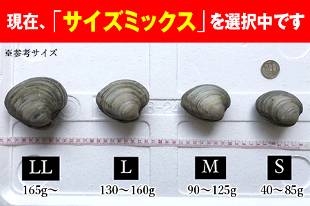 漁師直送！活ホンビノス貝4.5kg（サイズミックス）