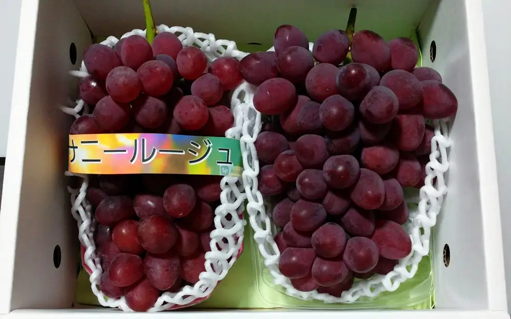 ぶどう（サニールージュ）１.３ｋｇ　0142-2603
