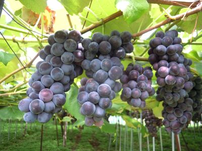 ぶどう（スチューベン）２ｋｇ　0142-2606