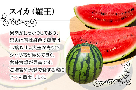 【先行予約】スイカ (特大玉) 羅王 1玉｜西瓜 [0835]