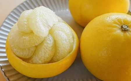 【先行予約・2027年1月】土佐文旦 贈答用 10kg　数量限定 高知県産 文旦 路地 農家直送 早出し